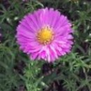 Symphyotrichum dumosum Heinz Richard