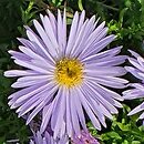 Symphyotrichum novi-belgii Diana