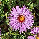 Symphyotrichum dumosum Rosemarie Sallmann