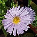 Symphyotrichum dumosum Lednice