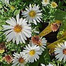 Symphyotrichum dumosum Apollo