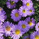 Symphyotrichum dumosum Prof. Anton Kippenberg