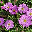 Symphyotrichum dumosum Herbstgruss vom Bresserhof