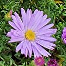 Symphyotrichum dumosum Lilac Time