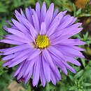 Symphyotrichum novi-belgii Blue Lagoon