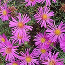 Symphyotrichum dumosum Jenny