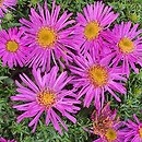 Symphyotrichum dumosum Alice Haslam