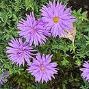 Symphyotrichum dumosum Blue Baby