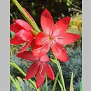 Hesperantha coccinea (hesperanta szkarłatna)