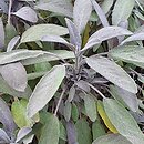 Salvia officinalis Purpurea