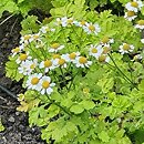Tanacetum parthenium Aureum