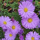 Symphyotrichum novi-belgii Patricia Ballard