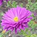 Symphyotrichum novi-belgii Fuldatal