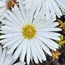 Symphyotrichum novi-belgii Blandie