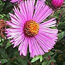 Symphyotrichum novae-angliae Roter Stern