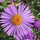 Symphyotrichum novae-angliae Violetta
