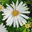 Symphyotrichum novi-belgii Weisses Wunder