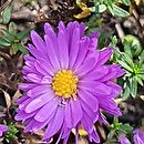 Symphyotrichum novi-belgii Eventide