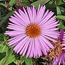 Symphyotrichum novae-angliae Barr's Pink