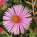 Symphyotrichum novae-angliae Rudelsburg