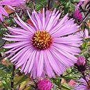 Symphyotrichum novae-angliae Harrington's Pink