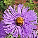 Symphyotrichum novae-angliae Barr's Blue