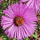 Symphyotrichum novae-angliae Shakespeare