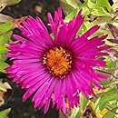 Symphyotrichum novae-angliae Septemberrubin