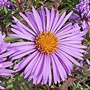 Symphyotrichum novae-angliae A. W. Bowman