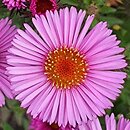 Symphyotrichum novae-angliae Abendsonne