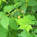 Ampelopsis aconitifolia Seattle