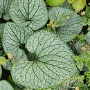 Brunnera macrophylla Silver Heart