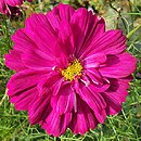 Cosmos bipinnatus Double Click
