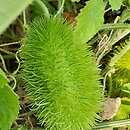 Cucumis anguria (ogórek antylski)