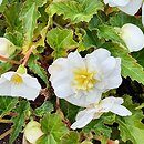 Begonia ×tuberhybrida Go!EARLY White
