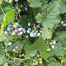 Ampelopsis glandulosa var. brevipedunculata (winnik zmienny odm. krótkoszypułkowa)