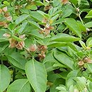 Withania somnifera (witania nasenna)