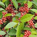 Elaeagnus umbellata (oliwnik baldaszkowaty)