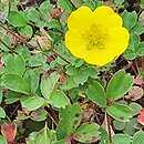 Sibbaldia cuneata (pięciornik kalinolistny)