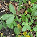 Potentilla delphinensis (pięciornik delficki)