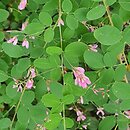 Desmodium cuspidatum