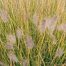 Cenchrus alopecuroides Hameln