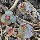 Phedimus spurius Voodoo