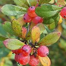 Berberis aggregata (berberys wiązkowy)