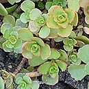 Phedimus spurius Fuldaglut