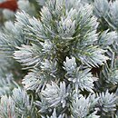 Juniperus squamata Blue Star