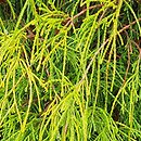 Chamaecyparis pisifera Filifera Nana