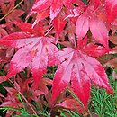 Acer palmatum Atropurpureum