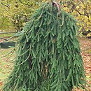 Picea abies Frohburg