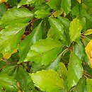 Fagus sylvatica s.str. Dentata